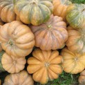 Zucca Moscata di Provenza